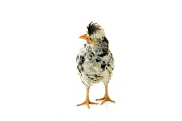 Chicken, chicken wing on a white background