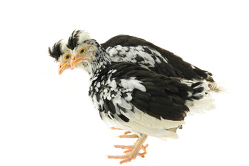 Chicken, chicken wing on a white background