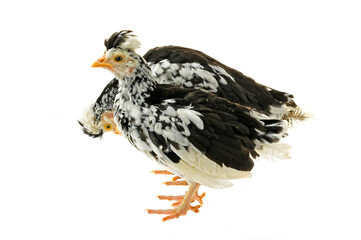 Chicken, chicken wing on a white background