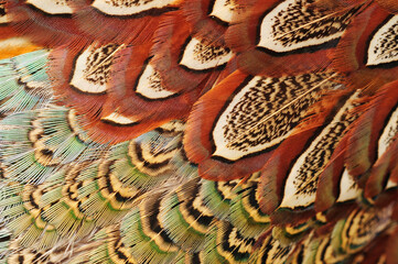 Texture pheasant feather © pdm