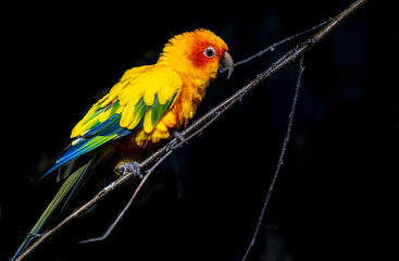 Golden aratinga parrot on a tree branch close-up.