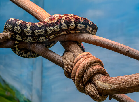 A needle python on a tree branch rings in close-up.