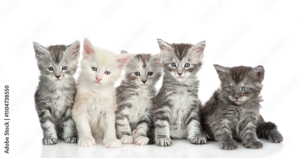 Poster group of maine coon kittens sitting in front view and looking at camera together. isolated on white 