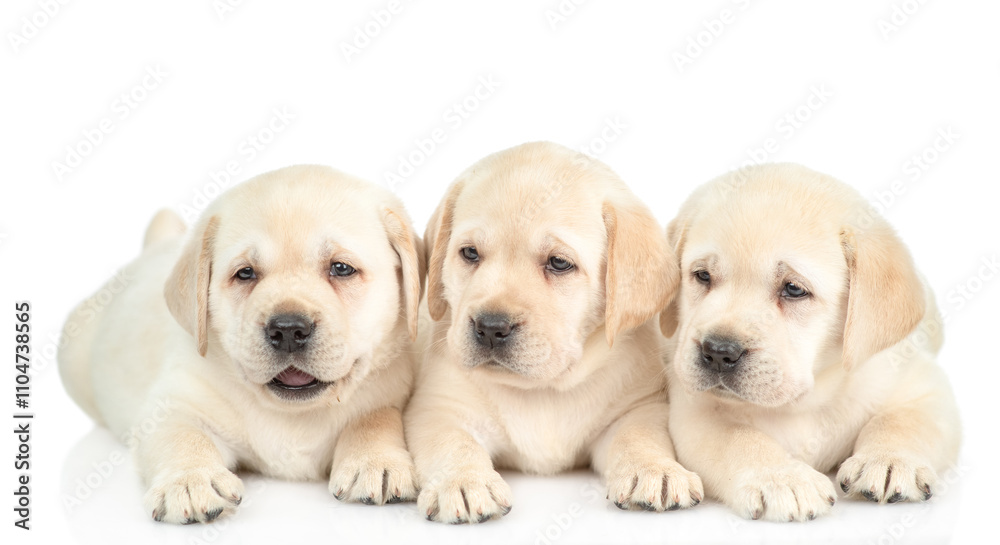 Poster three golden retriever puppies lying at looking at the camera together. isolated on white background
