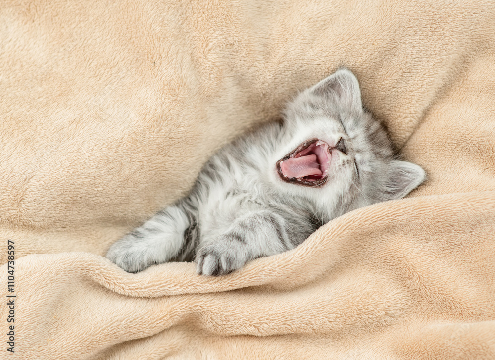 Poster Cozy yawning kitten lying under warm blanket on a bed at home. Top down view. Empty space for text