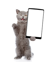 Winking cat holds big smartphone with white blank screen in it paw, showing close to camera....