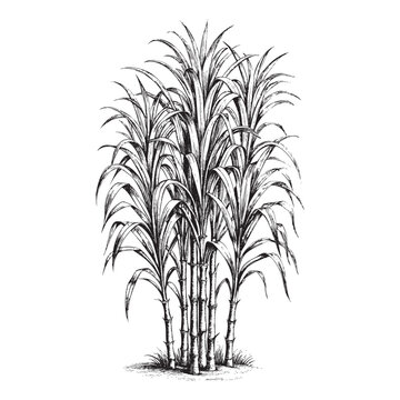 sugar cane clipart black and white