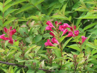 pink flowers in a garden