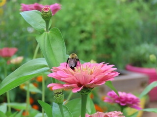 bee on pink flower