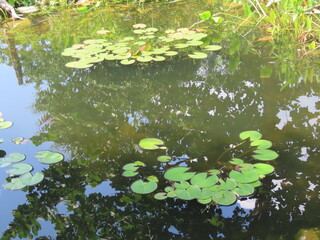 frog in the pond