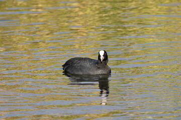群れをなして泳ぐオオバンの群れ
