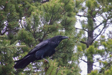 A Black Raven in a Pine Tree