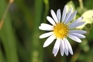 Obraz premium 野菊のアップ、秋の光を浴びて