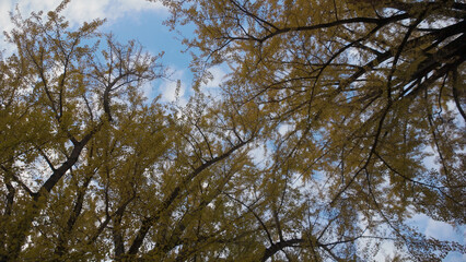 奈良公園の美しい紅葉（秋,風景）