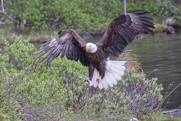 A Bald Eagle coming in for a Landing