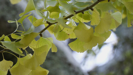 奈良公園の美しい紅葉（秋,風景,）