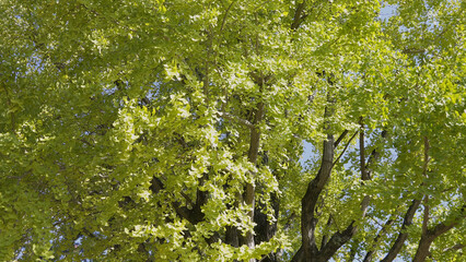 奈良公園の美しい紅葉（秋,風景）