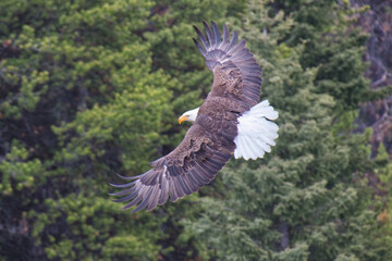 Fototapeta premium A Bald Eagle in Flight