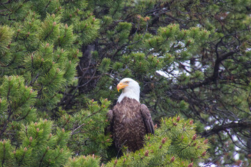 A Bald Eagle in a Tree