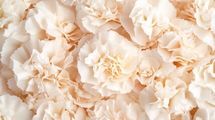 Soft Cream Carnations Floral Background for Elegant Decoration