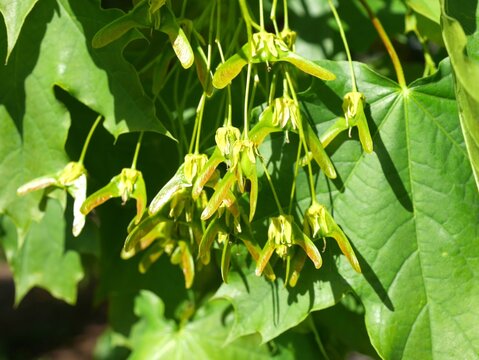 Closeup of Norway maple flowers in early spring, Colorado