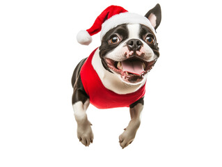 Full body shot of Boston Terrier dog, running happily, smiling. Wearing Christmas costume.