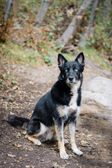 german shepherd husky mix at hiking trail in california