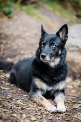 german shepherd husky mix at hiking trail in california © Chiharu