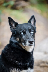 german shepherd husky mix at hiking trail in california