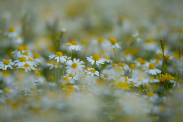 Chamomile flowers. Daisy flowers in green grass. White flowers in grass. Chamomile field flowers.