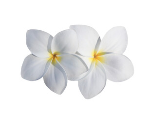 Plumeria or Frangipani or Temple tree flower. Close up white-yellow plumeria flowers bouquet isolated on transparent background.	