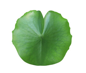Close up green leaf of lotus or water lily tree isolated on transparent background. Top view of...