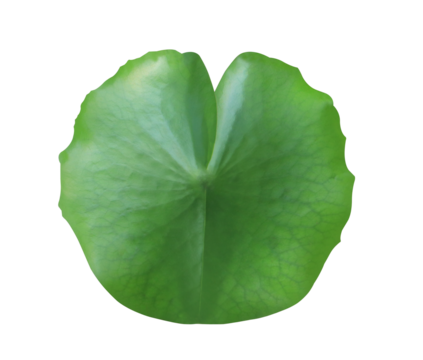 Close up green leaf of lotus or water lily tree isolated on transparent background. Top view of green leaf.
