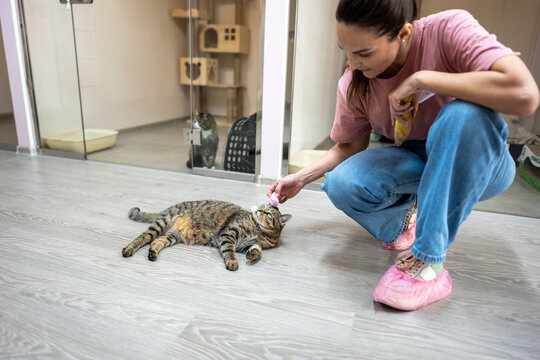 Smiling woman pet sitter in cat hotel gently strokes, plays with relaxed cat sprawled on floor among boarding rooms. Pet in comforting interaction, familiar care in new environment without owners