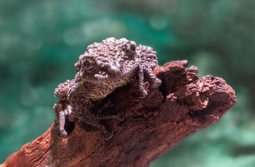 Mossy Tree Frogs habitats are threatened by forest loss