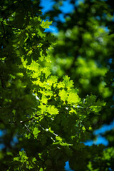 Green leaf background. Green leaf on greenery background. Leaf background. Green nature background. Green leaf in forest. Leaves backdrop.