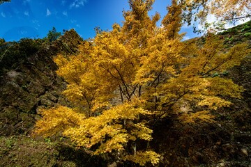 岡城の紅葉

