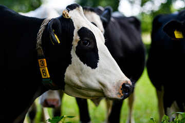 Holstein Cow herd. Cow herd grazing at farm. Dairy cow herd in meadow. Cow farming. Black and white...