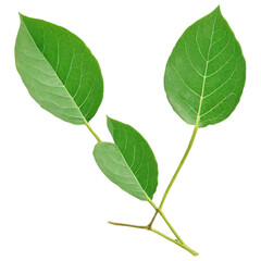 Fresh green leaves on a branch showcasing vibrant natural beauty and simplicity