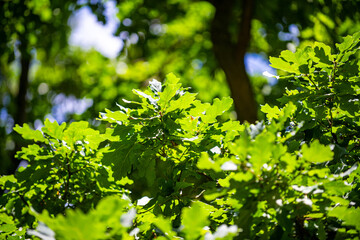 Leaves background. Green nature background. Green leaf in forest. Green leaf background. Green leaf forest on blurred greenery background. Leaves plants backdrop.