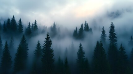 Obraz premium Misty Forest Pines Aerial View