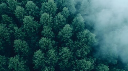 Obraz premium Misty Green Forest Aerial View