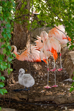 One month old Chilean flamingo sitting with the flock