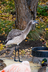 Three-month-old baby Chilean flamingo
