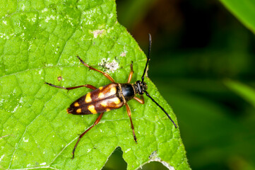 Close up top view of a Flower Longhorn Beetle