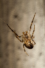 Bottom view of a Grey Cross spider in web on a house at night in Minnesota