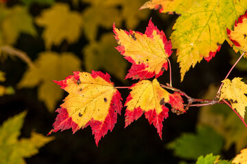 Colorful yellow red tipped maple leaves in the fall in Minnesota
