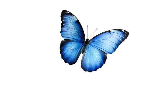Fototapeta wings of a butterfly isolated on a white background.
