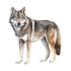 Watercolor Wolf isolated white background