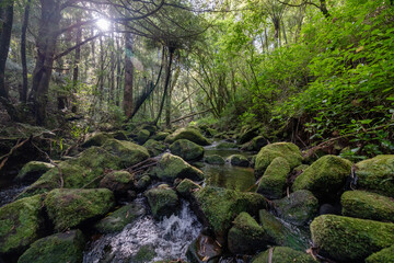 moss covered rocks 1